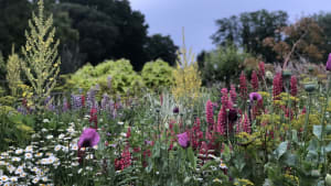 Behind the Scenes at Great Dixter in July