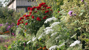 Integrating annuals and biennials into your border 