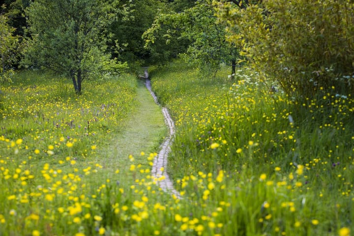 The path weaving through the Orchard meadow at Great Dixter by Claire Takacs