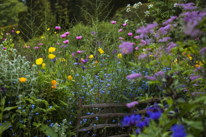 Planting in the Peacock Garden Great Dixter by Claire Takacs