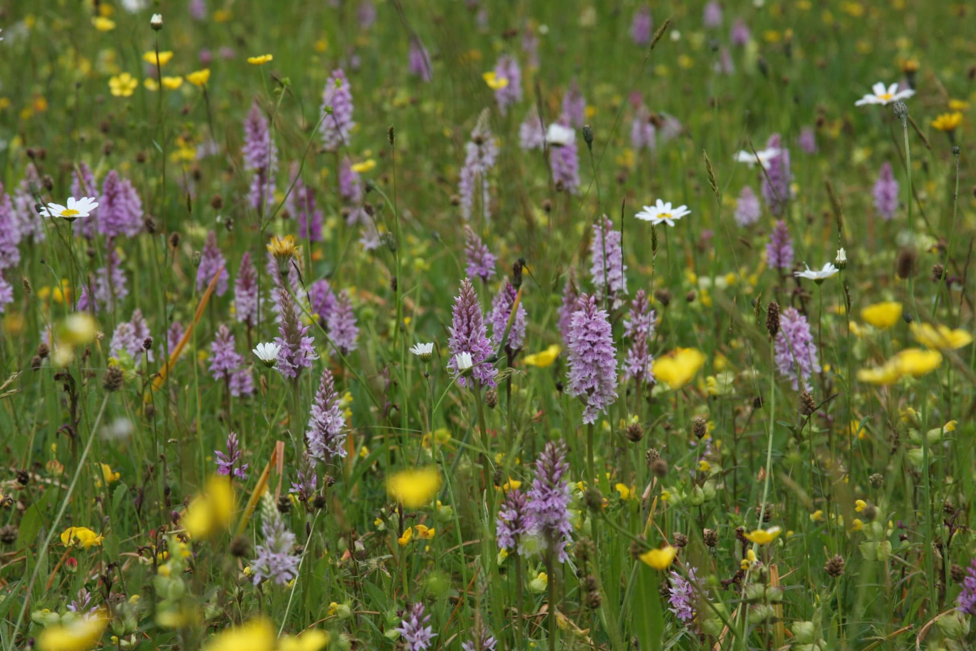 An image of the meadow at Great Dixter with buttercups and common spotted orchids.