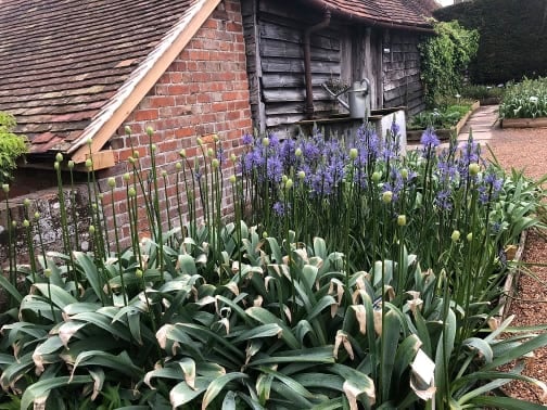 Camassias in the Nursery at Great Dixter by Jack McCoy