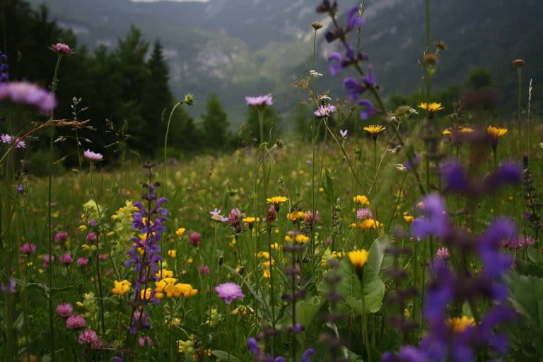 A meadow captured by Michael Wachter on a trip to Slovenia funded by The Christopher Lloyd Bursary