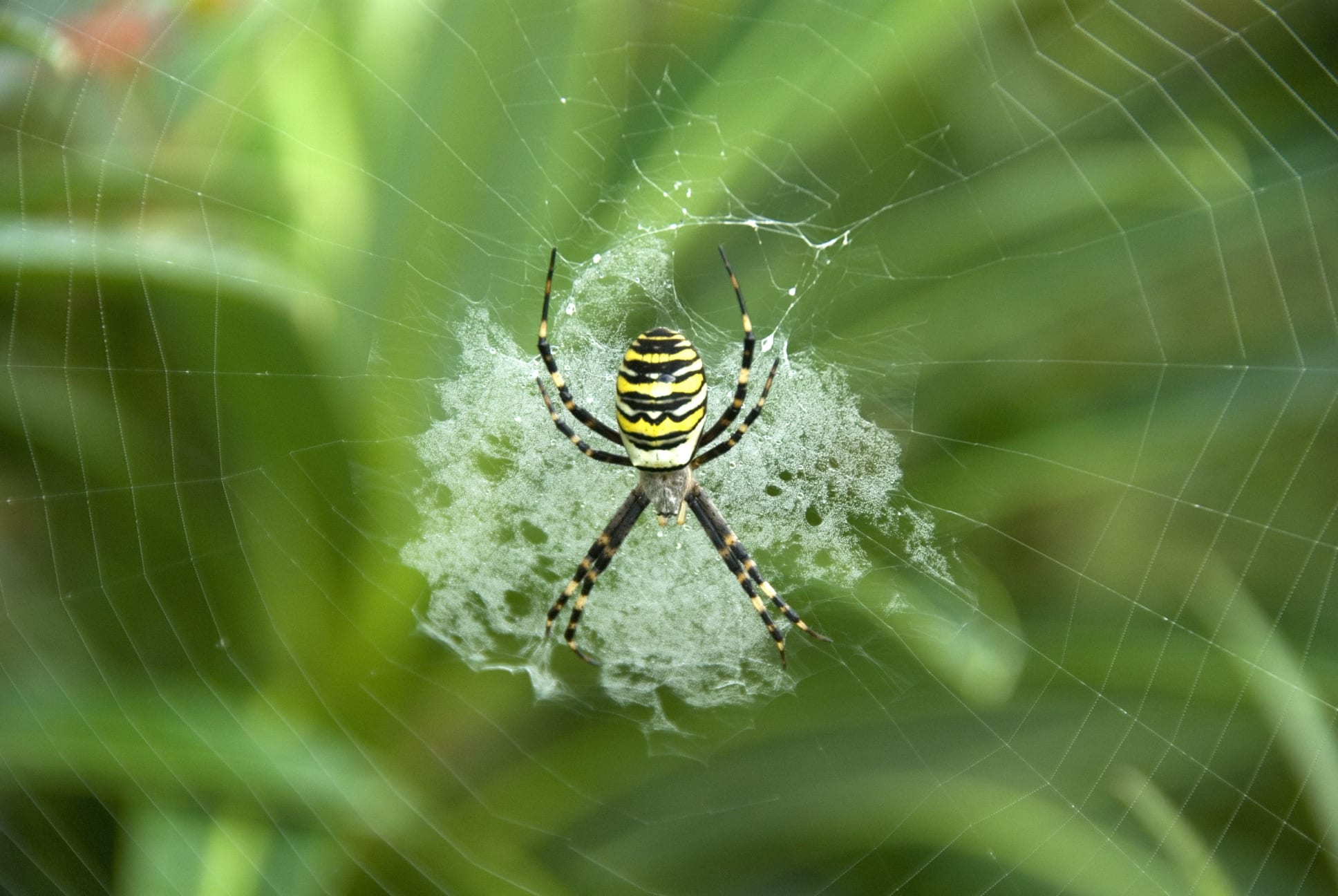 An image of a wasp spider in the Barn Garden