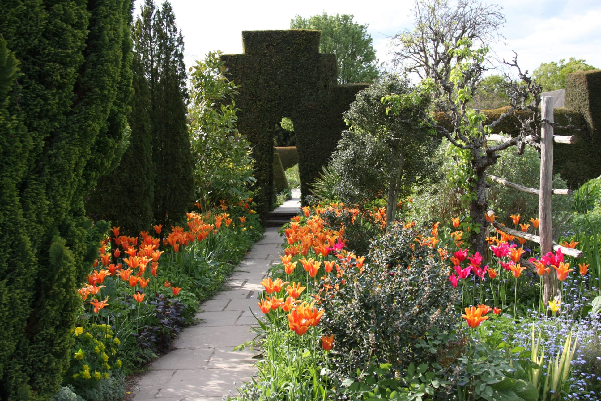 An image of tulips in the High Garden at Great Dixter