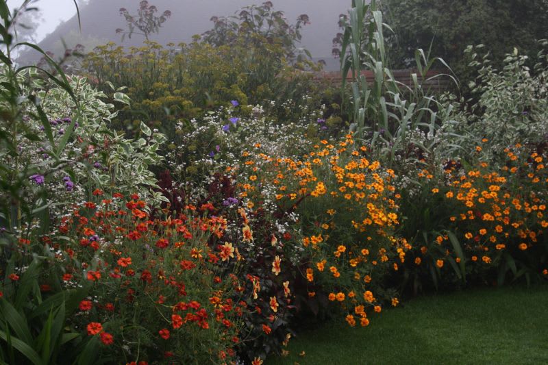 Image of the solar garden with marigolds, erigeron and salvia uluginosa.