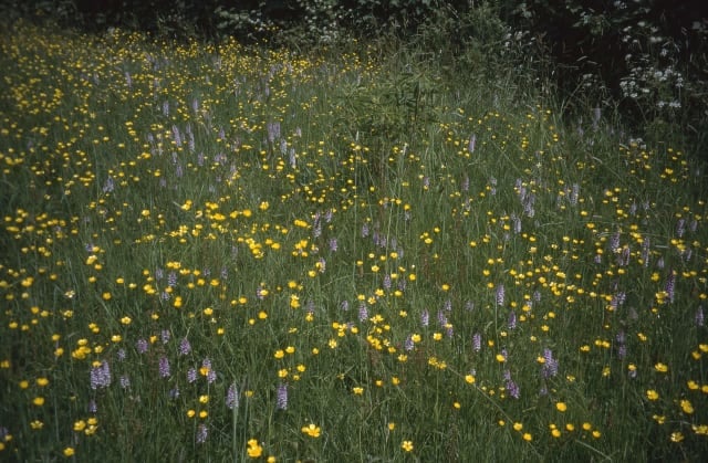 Prarie meadow at Great Dixter