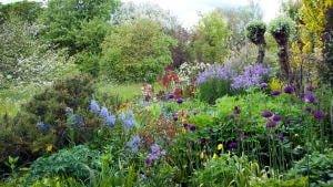 Succession planting in the mixed border