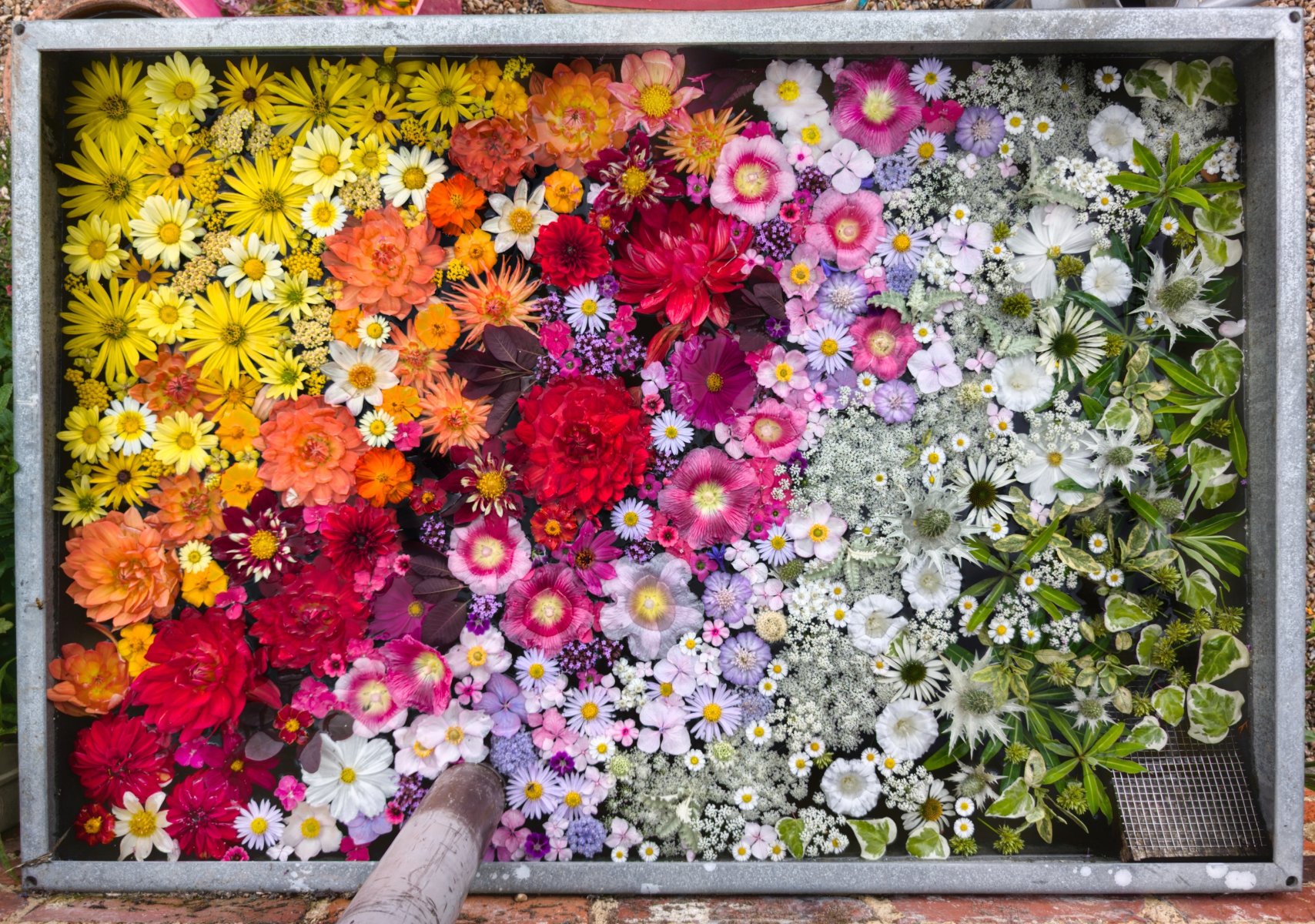 Autumn Plant Fair 2025